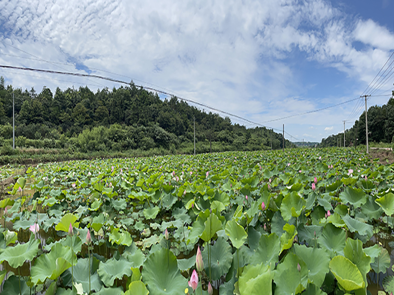 药圣堂莲子基地